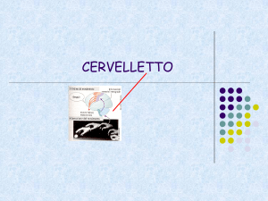 CERVELLETTO