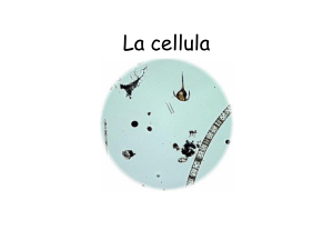 La cellula