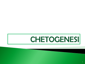 La chetogenesi (1) - Facoltà di Medicina e Chirurgia
