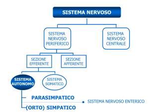 Organizzazione del sistema nervoso periferico