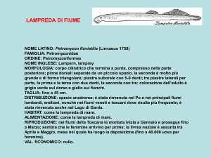 NOME LATINO: Petromyzon fluviatilis (Linnaeus 1758)