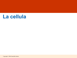 lez.5 - la cellula