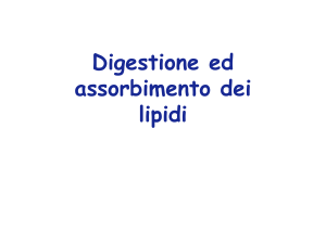 11_digest_lipidi_