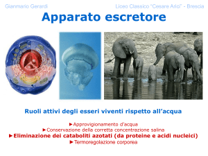 diapositive "apparato escretore"