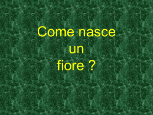 fiore