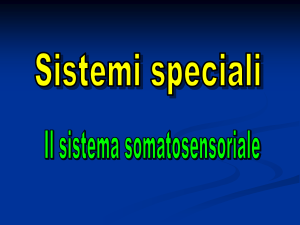 Sistema_sensoriale_parte_2
