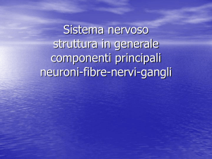 nervo Ganglio cerebro spinale