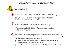 PURIFICAZIONE del DNA PLASMIDICO