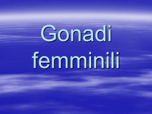 gonadifemminili