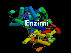 7. enzimi