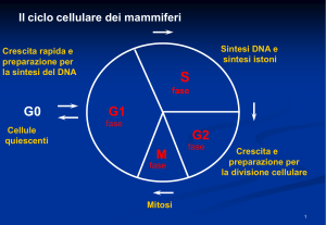 Duplicazione DNA parte 1
