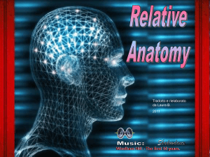 Relative anatomy - Partecipiamo.it