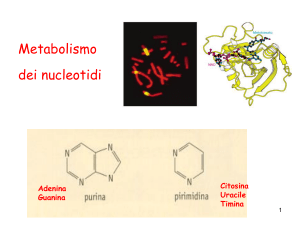 Metabolismo dei Nucleotidi 1