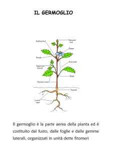 Diapositiva 1 - Docenti.unina