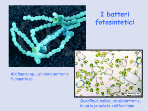 Batteri Fotosintetici
