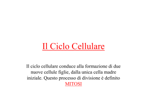 Il_Ciclo_Cellulare
