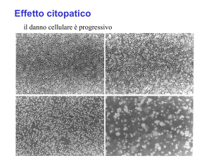 Prevenzione e Controllo delle malattie virali