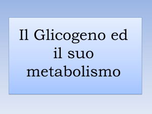 La glicogeno sintasi