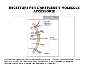 5_risposta linfociti antigeni