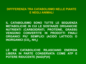 12._CATABOLISMO_PIANTE_E_ANIMALI