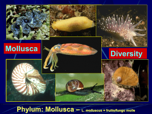 Phylum: Mollusca – L. molluscus = frutto/fungo molle