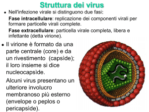 Struttura dei virus