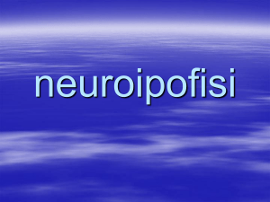 neuroipofisi