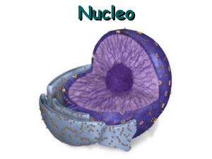 09_Nucleo1