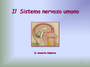 Il Sistema nervoso umano