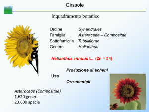 Asteraceae (Compositae)