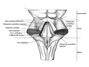 5:studenti