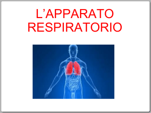 apparato-respiratorio-2-mau