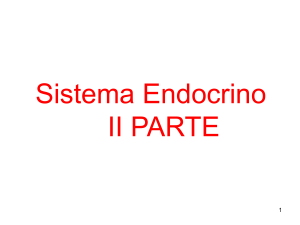 Sistema endocrino File