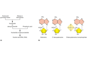 DNA batterico – domini superavvolti