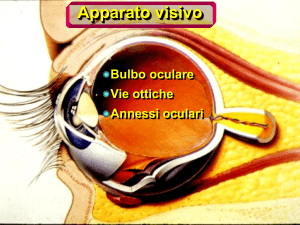 Anatomia Occhio