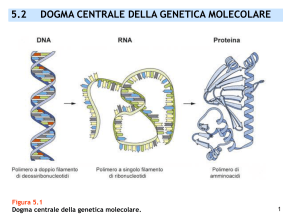 5.3 TRASCRIZIONE DELL`RNA