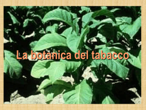 La botanica del tabacco