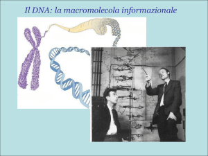 Il DNA: la macromolecola informazionale - Digilander
