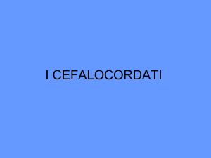 4 2016 2017 FA I cefalocordati