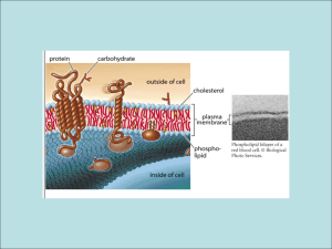 Ogni membrana cellulare ha una faccia - Digilander