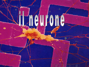 08 - Il neurone