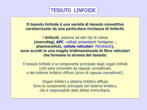 Tessuto linfoide. File