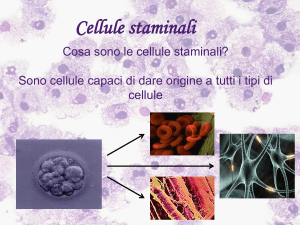 Cellula staminale in medicina