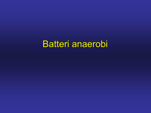 Batteri anaerobi