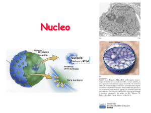 8A-Nucleo