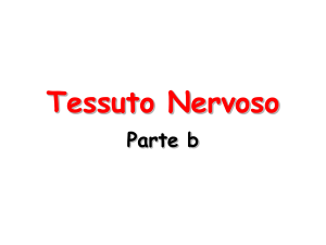 Tessuto Nervoso