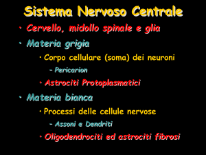 022_Sistema_Nervoso_Centrale_e_Periferico