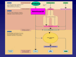 metabolismo amminoacidi - e