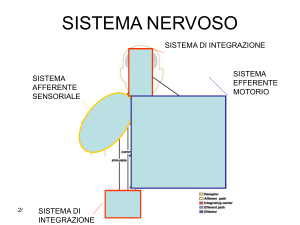 SISTEMA NERVOSO