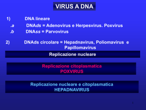 virus_a_DNA1